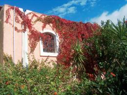 red flowers